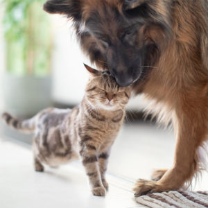 Prescription Pet Food for Dogs and Cats